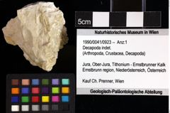 Foto (Objket + Etiketten) von Decapoda indet. 